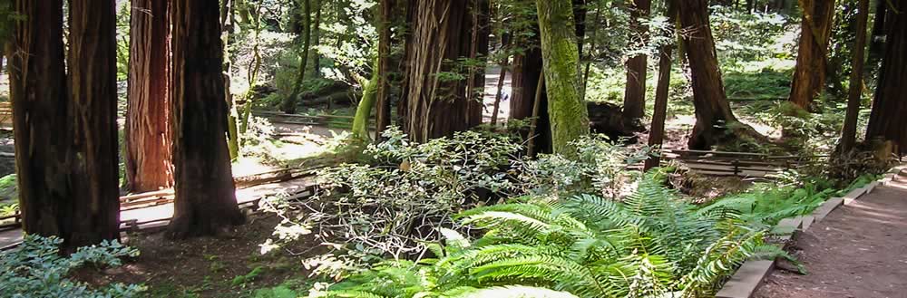 Forest trail